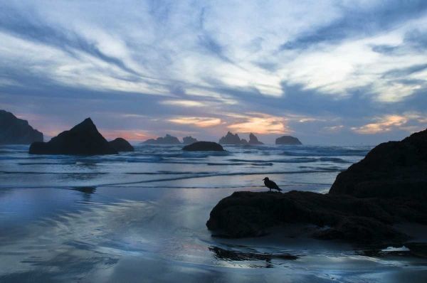 Oregon, Bandon Beach Seagull on rock at twilight